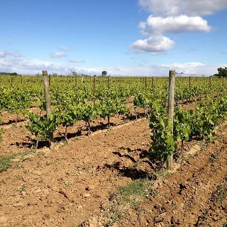 With Pool Amid Vineyards And Near The Apartment